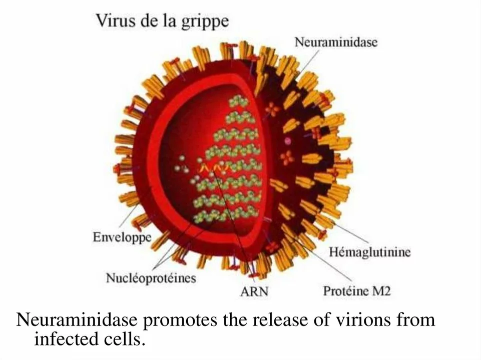 Comprendre la transmission et la propagation des nouveaux virus de la grippe